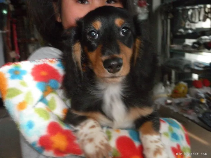 ID：1511-00654の子犬