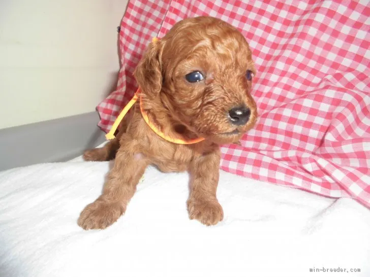 ID：2104-00835の子犬