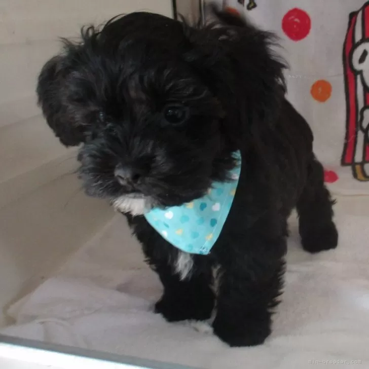 ID：2409-01300の子犬