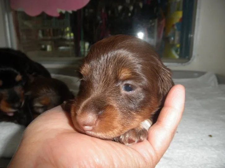 ここちゃん 様のお迎えした子犬