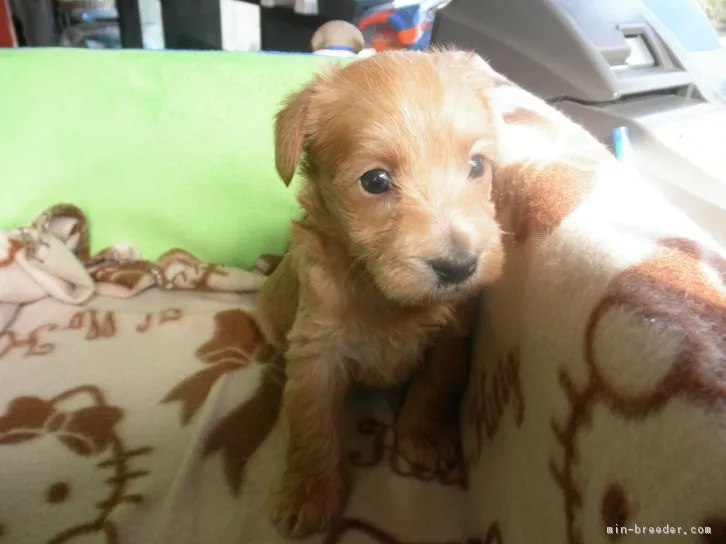ID:1603-01387の子犬
