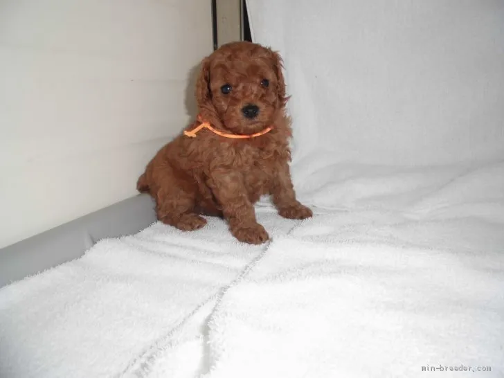 ID：2010-03094の子犬