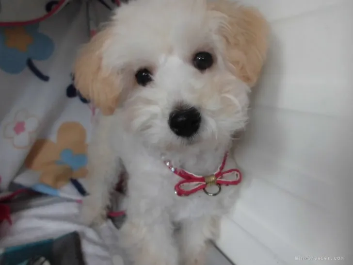 ID:1912-00903の子犬