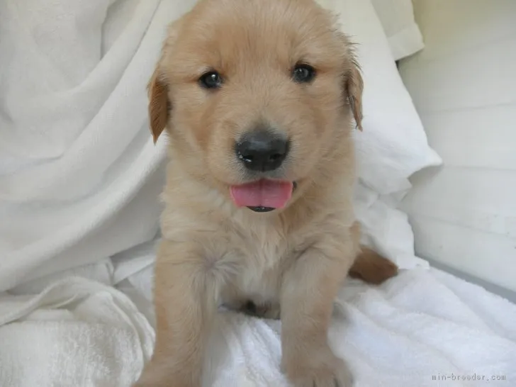 前田ふさ江 様のお迎えした子犬