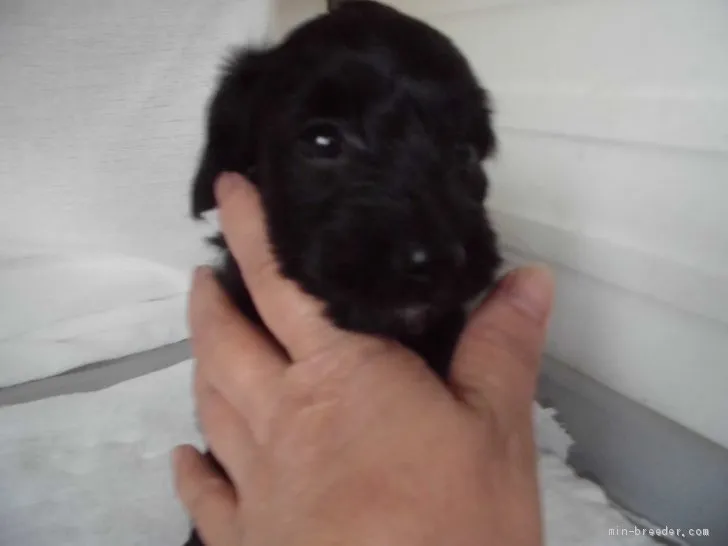 ID：1906-01459の子犬