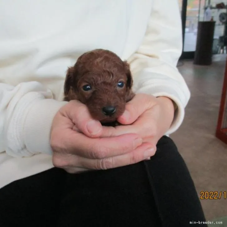 アリィ 様のお迎えした子犬