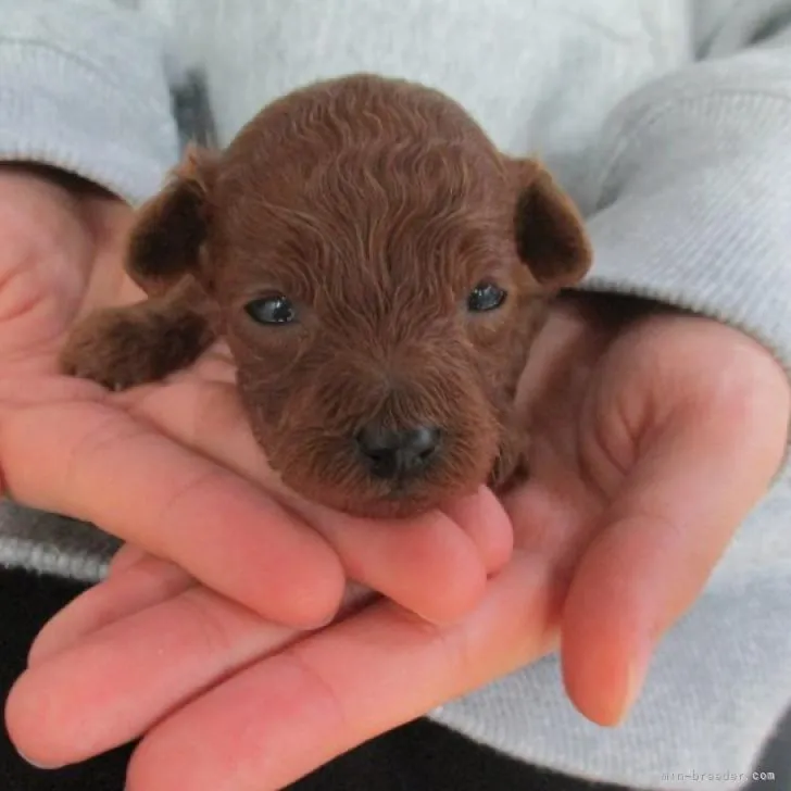 ID：2211-00865の子犬