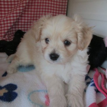 トイプーXチワワ【兵庫県・男の子・2023年4月4日・クリーム】の写真「かわいいおとこのこです。」