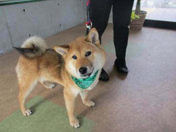 柴犬(標準サイズ)【兵庫県・男の子・2021年10月21日・赤】の写真「かわいいおとこのこです。」