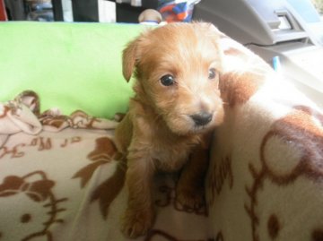 父犬がプードル、母犬がシュナウザー【兵庫県・男の子・2016年2月13日・レッド】の写真「可愛いです」