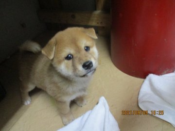 柴犬(標準サイズ)【兵庫県・男の子・2021年7月21日・赤】の写真「可愛く元気に成長しております。」