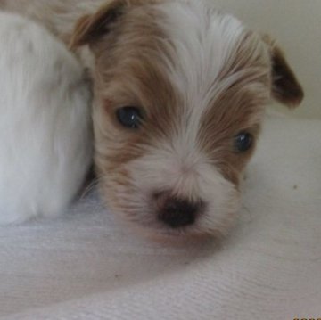 チワプー(トイプードル×チワワ)【兵庫県・男の子・2023年11月3日・クリーム&ホワイト】の写真「チワプーの可愛いおとこのこ」