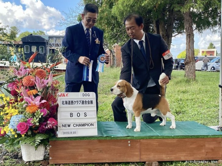 多数のチャンピオン犬を輩出しております｜藤田　貴之(ふじた　たかゆき)ブリーダー(北海道・ビーグルなど・JKC登録)の紹介写真1