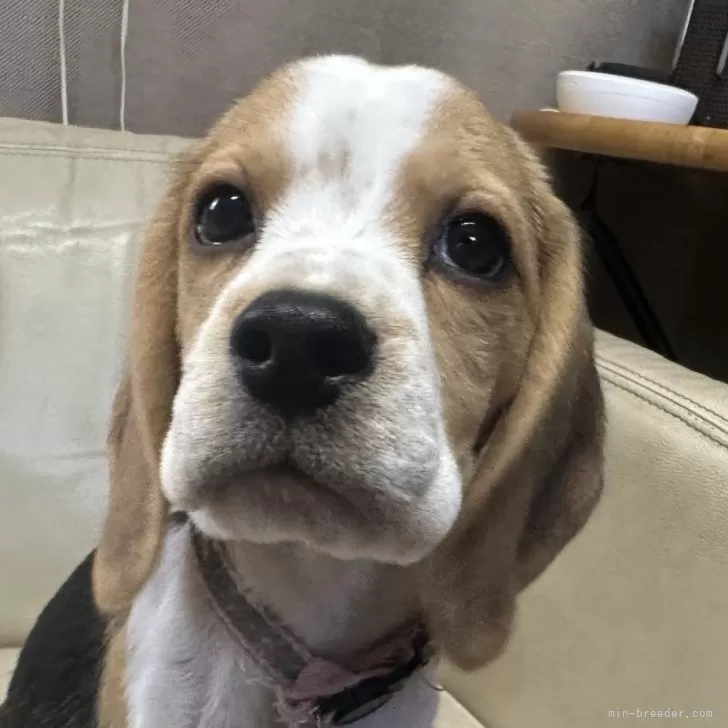 J.Y 様のお迎えした子犬