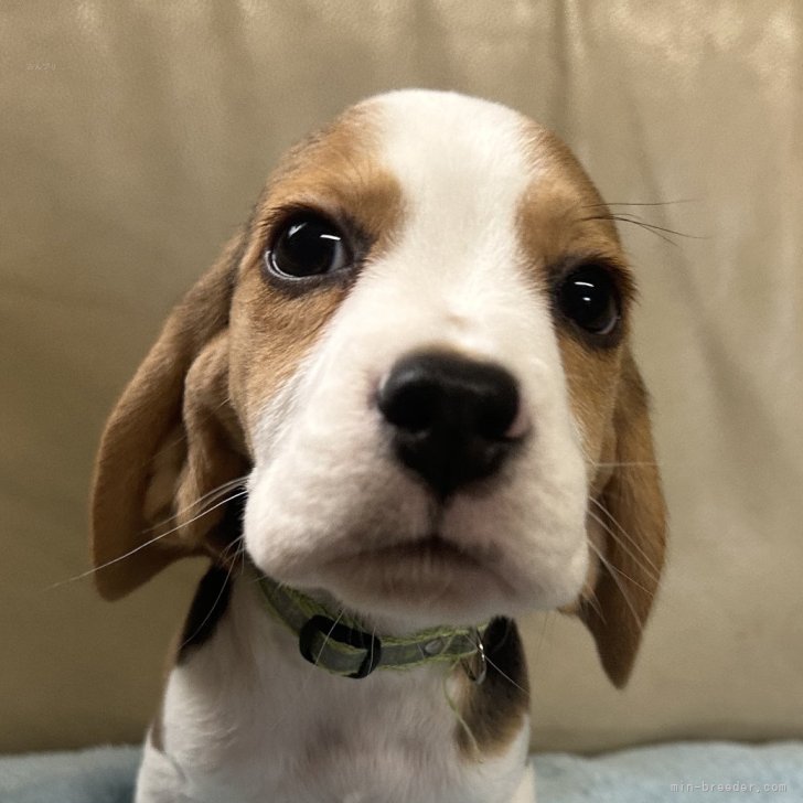 ブリーダー画像