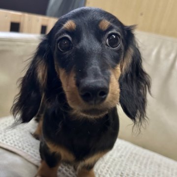 ミニチュアダックスフンド(ロング)【北海道・女の子・2025年6月17日・ブラック&タン】の写真「活発な女の子」