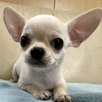 チワワ(スムース)【北海道・男の子・2025年7月18日・クリーム】の写真「ちょっとビビりな甘えん坊」