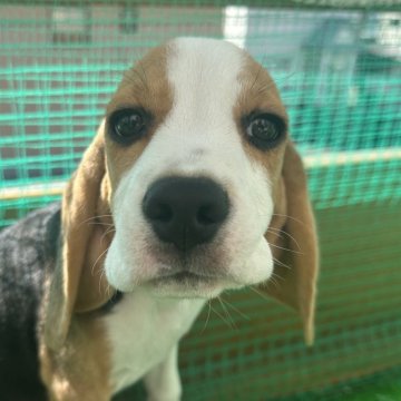 ビーグル【北海道・男の子・2025年6月7日・ブラック、タン&ホワイト】の写真「甘えっ子」