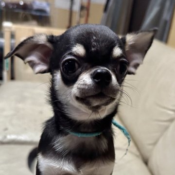 チワワ(スムース)【北海道・男の子・2025年7月18日・ブラック&タン】の写真「愛嬌抜群」