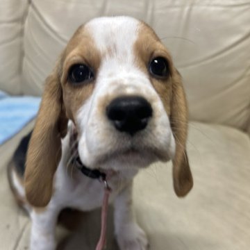 ビーグル【北海道・女の子・2025年9月6日・ブラック、タン&ホワイト】の写真「小ぶり女子」