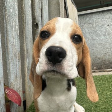 ビーグル【北海道・男の子・2025年6月7日・ブラック、タン&ホワイト】の写真「甘えっ子」