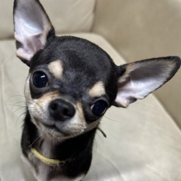 チワワ(スムース)【北海道・男の子・2025年7月18日・ブラック&タン】の写真「キリッとした顔立ちです」