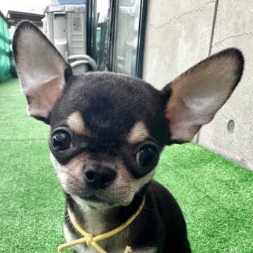 チワワ(スムース)【北海道・男の子・2025年7月18日・ブラック&タン】の写真「ちっちゃいけど元気いっぱい」