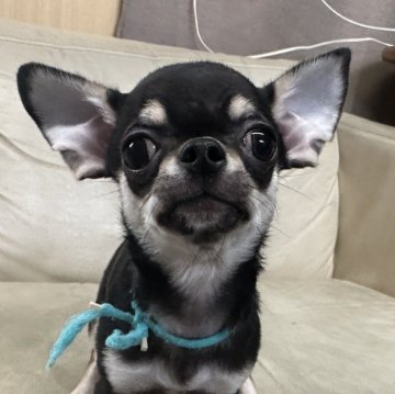 チワワ(スムース)【北海道・男の子・2025年7月18日・ブラック&タン】の写真「ちっちゃいけど元気いっぱい」