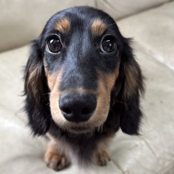 ミニチュアダックスフンド(ロング)【北海道・男の子・2025年6月17日・ブラック&タン】の写真「お調子者」