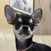 チワワ(スムース)