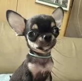 チワワ(スムース)