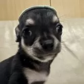 チワワ(スムース)