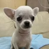 チワワ(スムース)