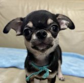 チワワ(スムース)