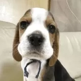 ビーグル