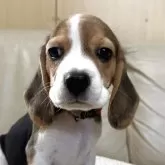 ビーグル