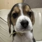 ビーグル