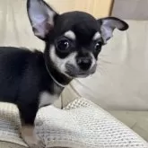 チワワ(スムース)