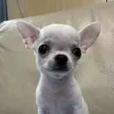 チワワ(スムース)
