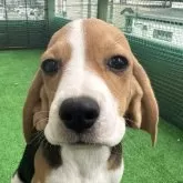 ビーグル