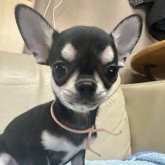 チワワ(スムース)