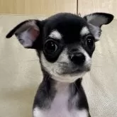 チワワ(スムース)