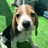 ビーグル