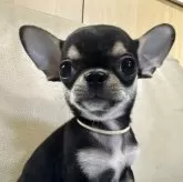 チワワ(スムース)