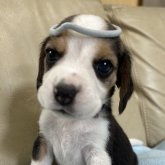 ビーグル