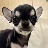 チワワ(スムース)