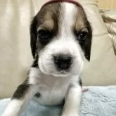 ビーグル
