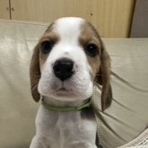 ビーグル