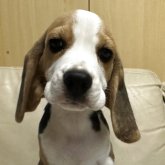 ビーグル