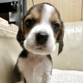 ビーグル